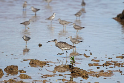 Whimbrel with other shorebirds