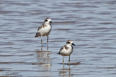 Plover