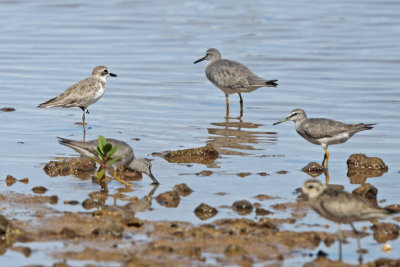 Groups of Sandpipers