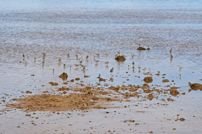 Shorebirds