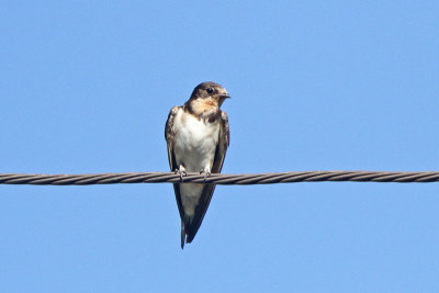 Swifts and Swallows