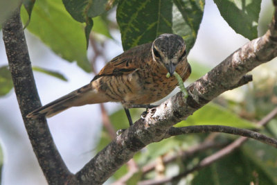 Palau Cicadabird