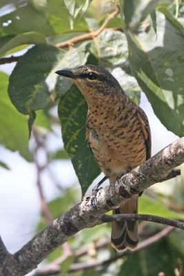 Palau Cicadabird