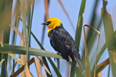 Yellow-hooded Blackbird