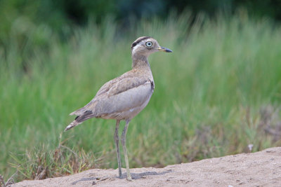 Shorebirds, Gulls and Terns