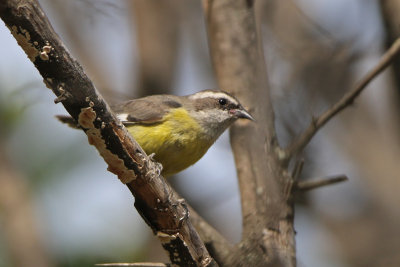 Warblers and Bananaquits