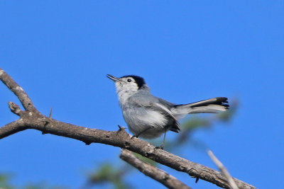 Tropical Gnatcatcher