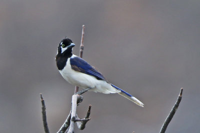 White-tailed Jay