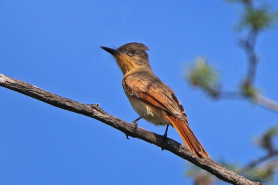 Rufous Flycatcher