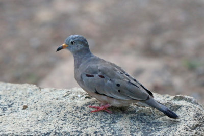 Croaking Ground-Dove