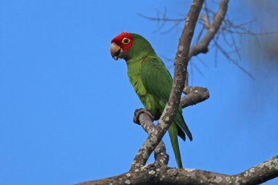 Red-masked Parakeet