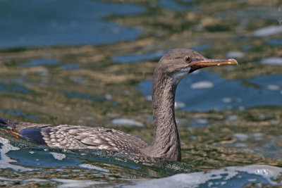 Red-legged Cormorant