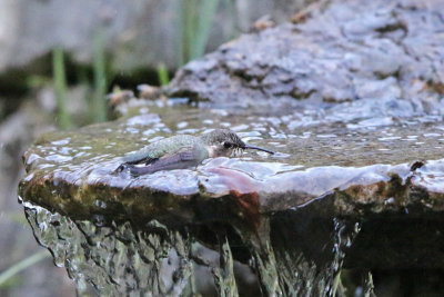 Purple-collared Woodstar