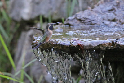 Purple-collared Woodstar