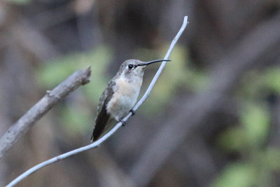 Purple-collared Woodstar