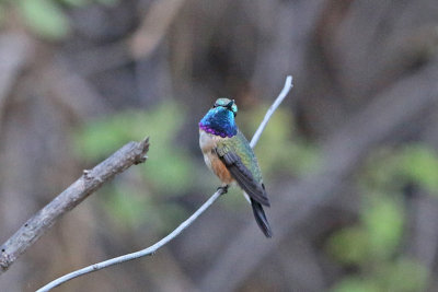 Purple-collared Woodstar