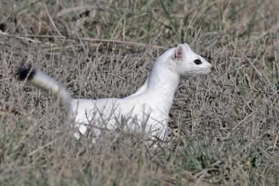 Long-tailed Weasel