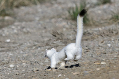 Long-tailed Weasel