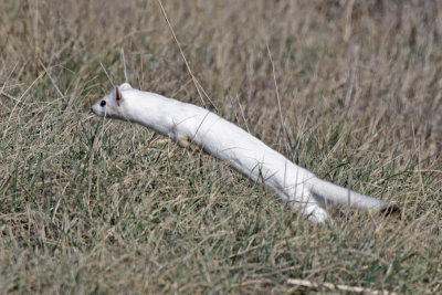 Long-tailed Weasel