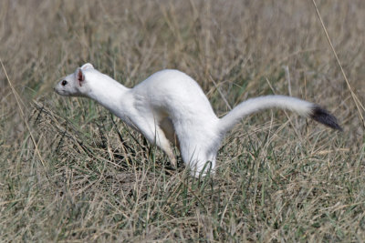 Long-tailed Weasel