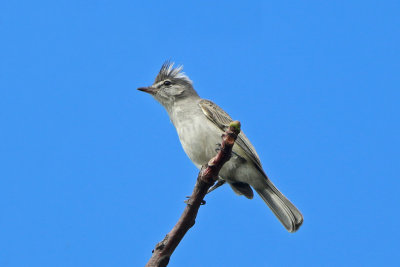 Gray-and-White Tyrannulet
