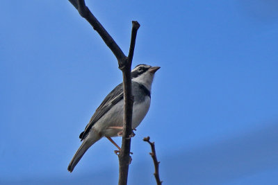 Collared Warbling-Finch