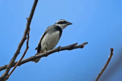 Collared Warbling-Finch