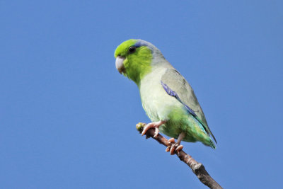 Pacific Parrotlet