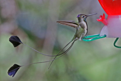 Marvelous Spatuletail