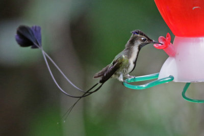 Marvelous Spatuletail