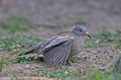 Croaking Ground-Dove