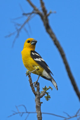 Golden-bellied Grosbeak