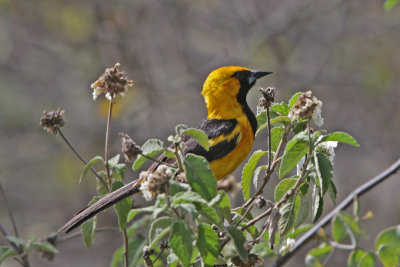 White-edged Oriole