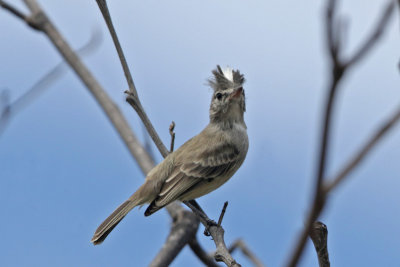 Gray-and-white Tyrannulet