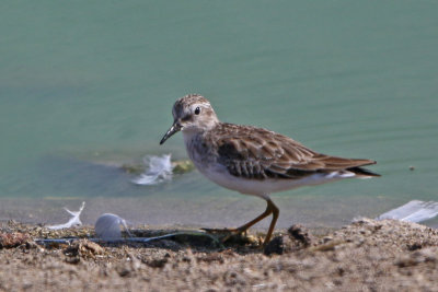 Sanderlings and Peeps