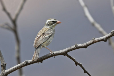 Collared Warbling-Finch