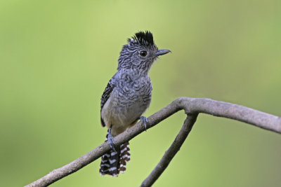 Chapmans Antshrike