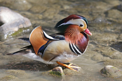 Mandarin Duck