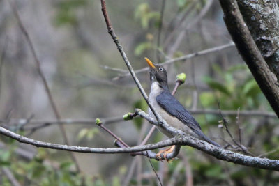 Thrushes, Thrashers, Mockingbirds and Donacobius