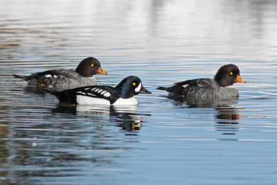 Barrow's Goldeneye