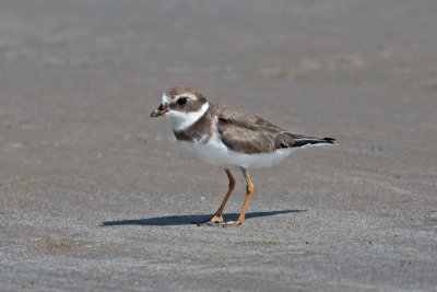 Semipalmated Plover