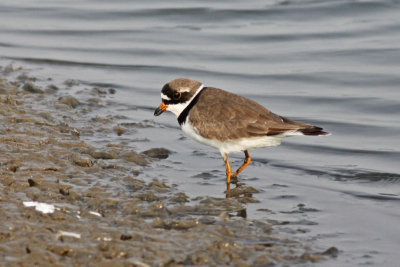 Semipalmated Plover