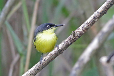 Common Tody-Flycatcher