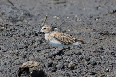 Least Sandpiper