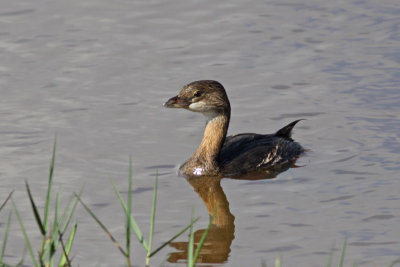 Pied-billed Grebe