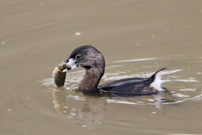 Pied-billed Grebe