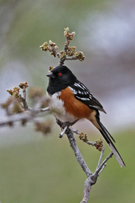 Spotted Towhee