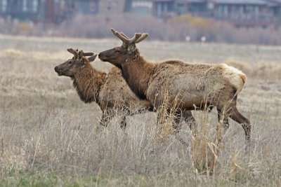 Elk