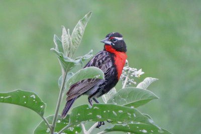 Meadowlarks