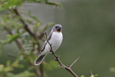 Chestnut-throated Seedeater